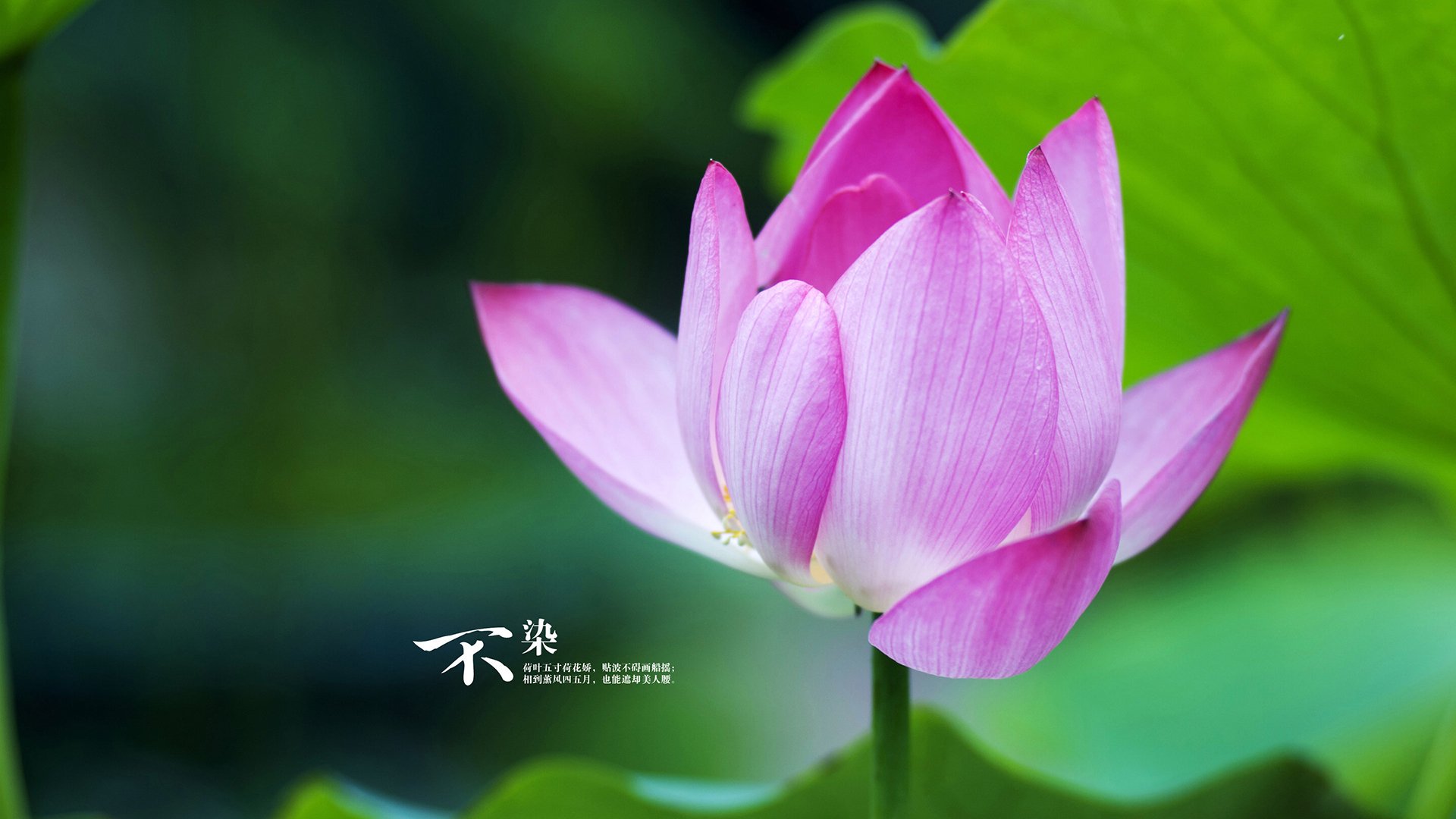 阿劳霍的指挥棒，当爱尔兰的韧性遭遇拉齐奥的艺术，一位中场导演如何重写剧本