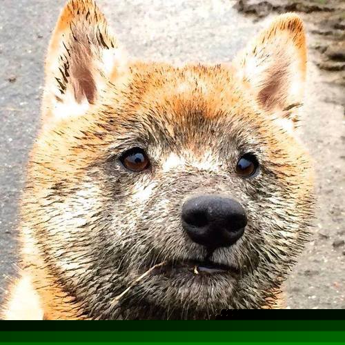 开云下载-欧冠半决赛之夜，塔图姆关键进球定乾坤