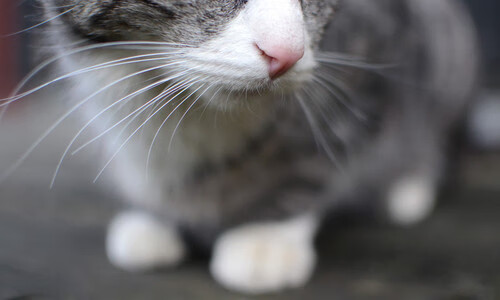 哈弗茨一锤定音破心魔，埃及新法老降服南美神鹰