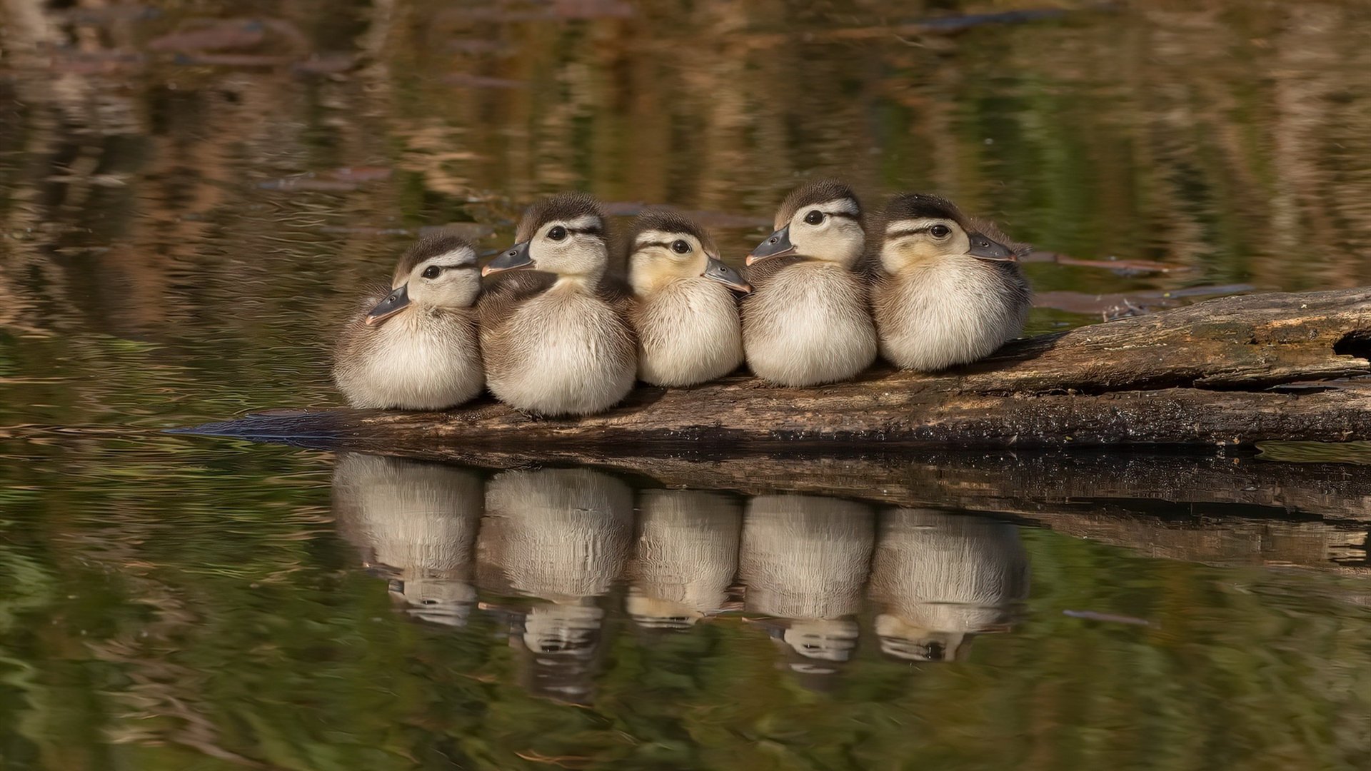 麦迪逊的狂热轰鸣与摩纳哥的蓝色魅影，能量的不同诗篇
