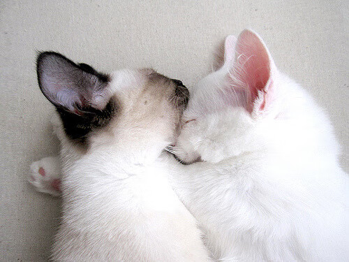 东决关键战,浙江队神兵天降,0.8秒极限绝杀火箭