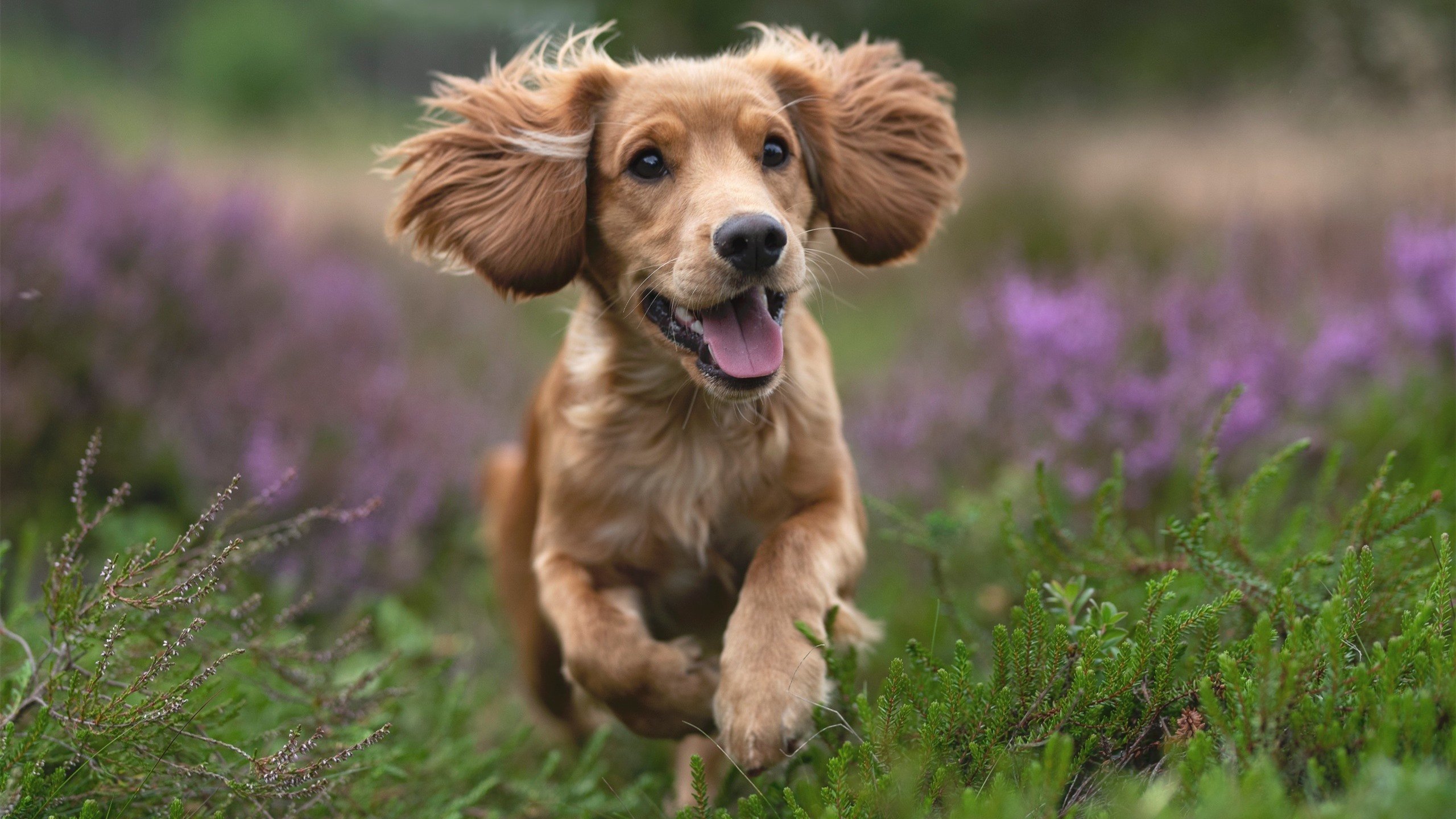 开云体育-沸腾的火锅局！杰伦格林一勺辣油浇灭热火，华盛顿奇才逆袭背后的关键先生