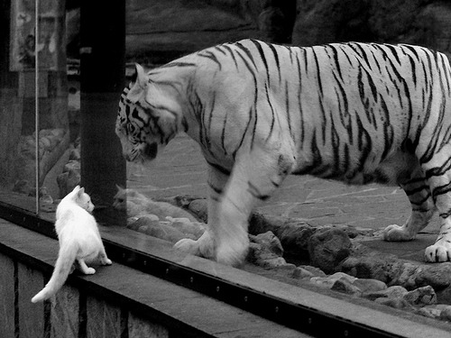 山西队掀翻黄蜂！霍勒迪末节19分上演关键先生救赎之战