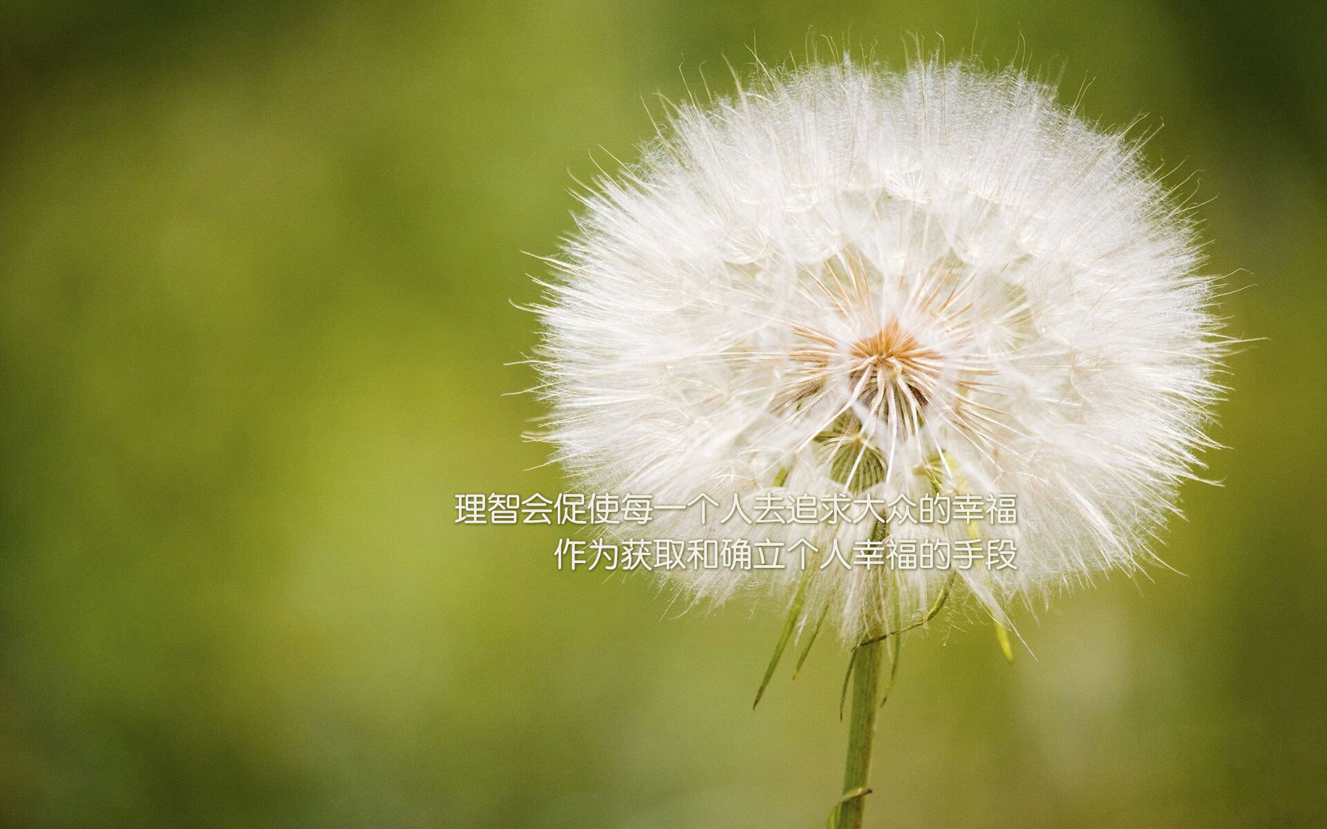 双线战场，掘金节奏驯鹈鹕，东契奇硬核定江山