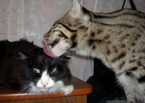 塞维利亚式节奏与天使之翼,迪马利亚于年度焦点战主宰澳大利亚