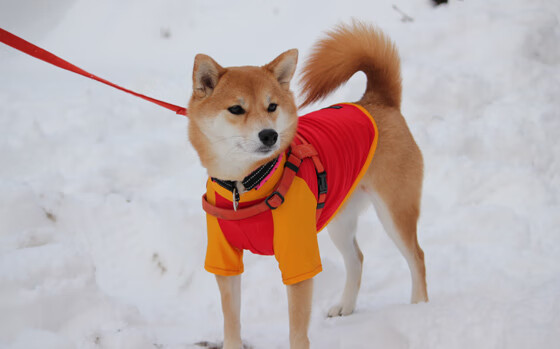 开云官网-致命奔袭者，杰伦·格林如何将攻防转换铸成篮网破局之矛？