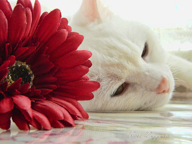 东契奇独舞映照双星暗淡,当季后赛控场艺术击溃天赋堆积