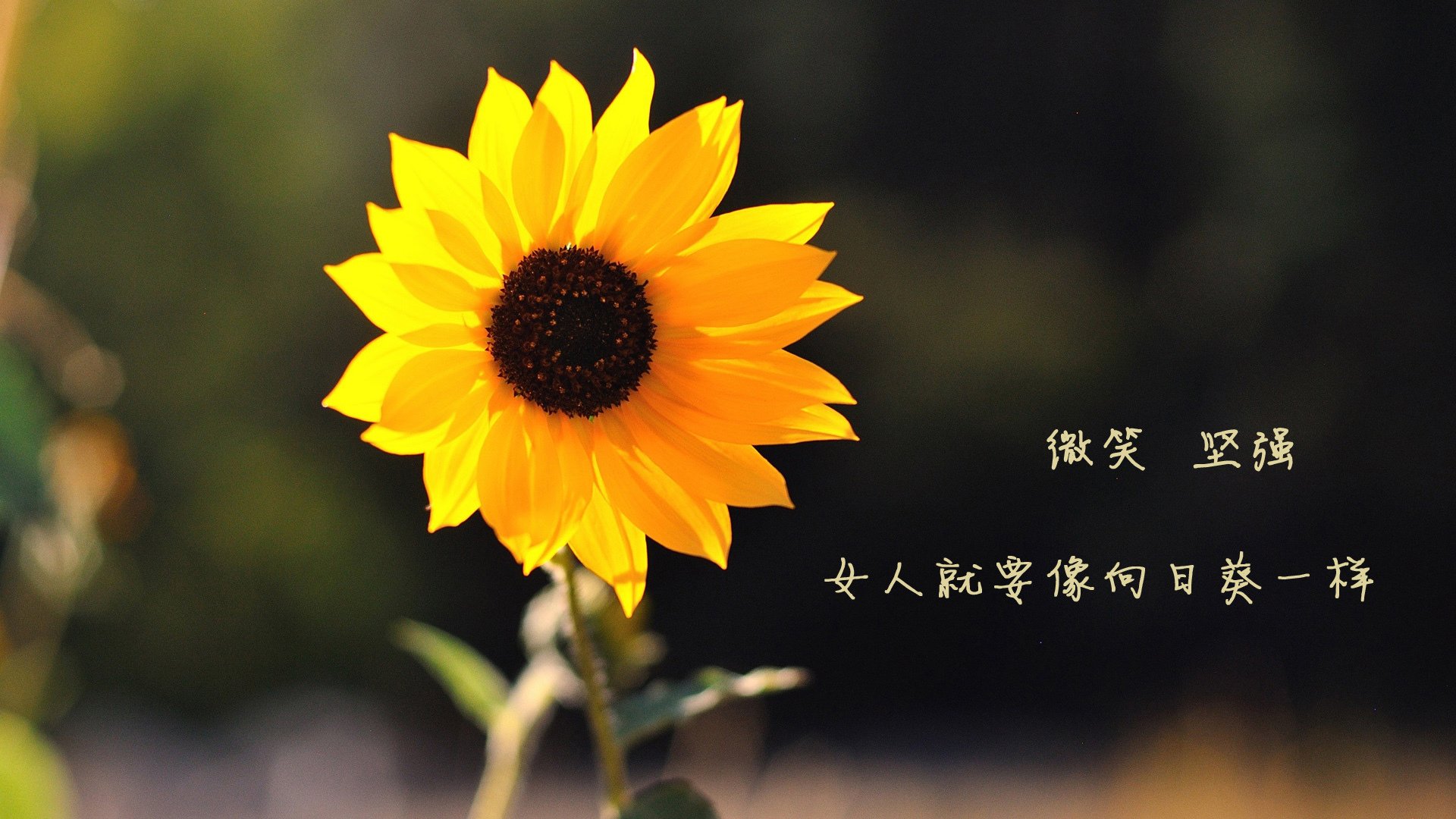 绝杀与爆发之夜，当哈利伯顿照亮球场，鹈鹕扼住命运的咽喉