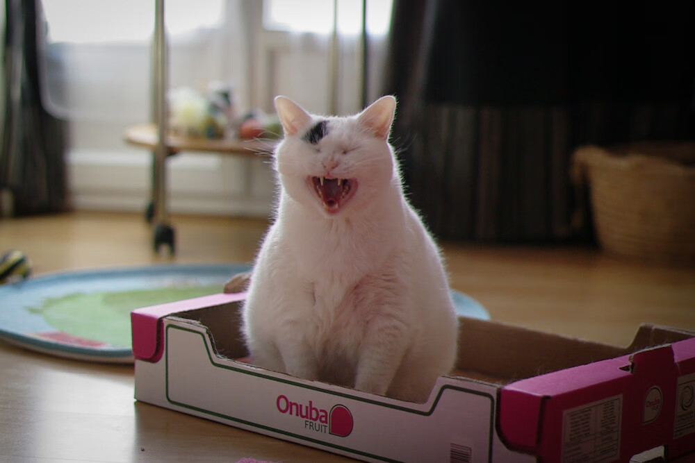 巨星锋芒与军团意志,劳塔罗的火焰如何照亮西班牙的钢铁洪流