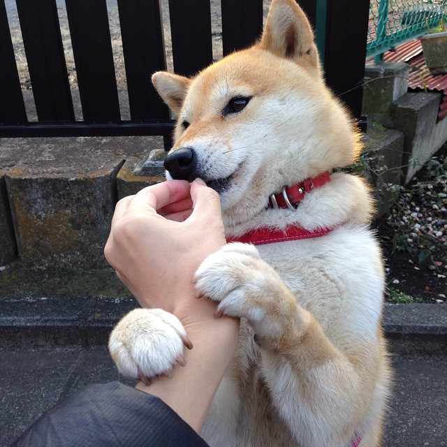 开云体育下载-当盐湖城遇上东北虎，平行宇宙的跨界决战