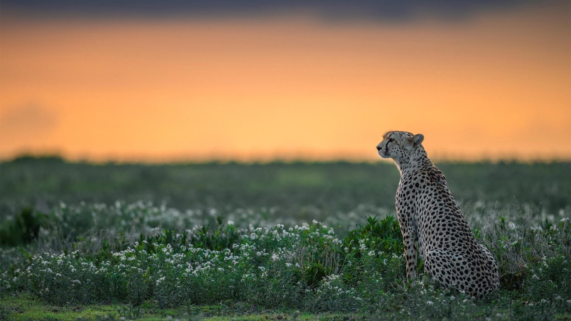 双线战场,从伊朗压制尼斯到罗德里接管意甲,看足球世界的战术革命与个人英雄主义