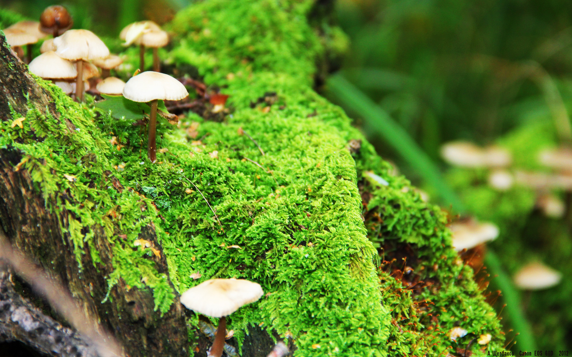 开云体育官网-帕尔默的巨星光芒，摩洛哥对决洪都拉斯中的价值绽放