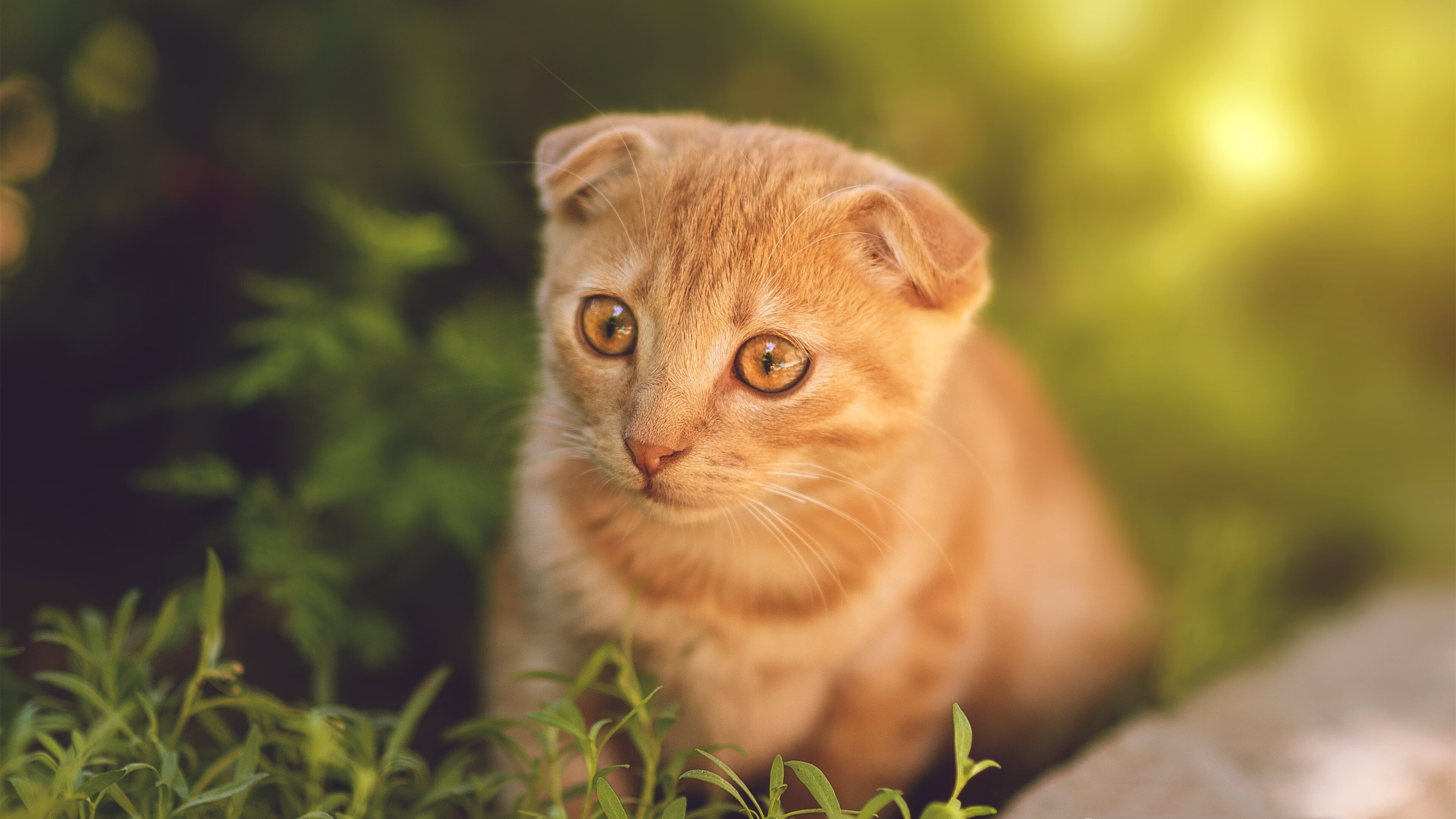 开云下载-巴黎之火哑然失声，三笘薰驭光起舞，2026世界杯的亚洲之光接管权杖