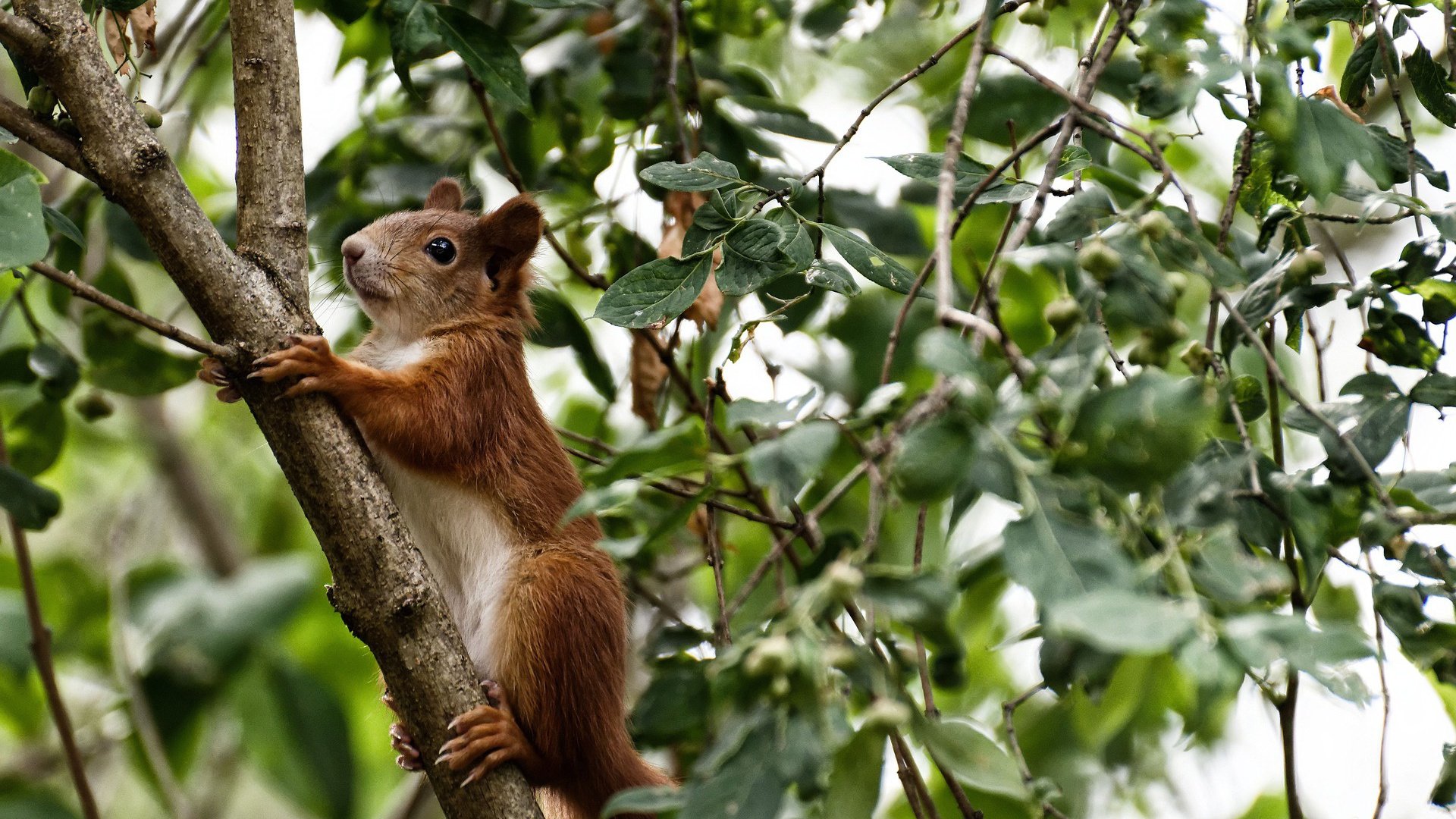 开云体育app-梅斯蒂索的琴弓，迪巴拉在喀麦隆防线上的南美咏叹