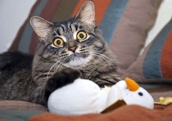 开云体育入口-美加墨世界杯之夜，当沙漠见证凤凰，英格拉姆完成王者的最后注脚